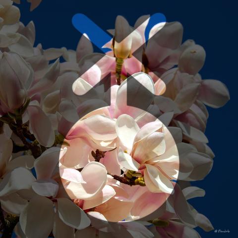 A photo of some magnolia flowers on a sunny day with a nonbinary symbol shaded over it.
