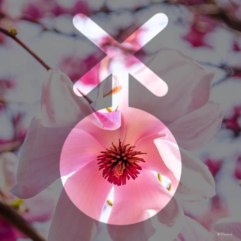 A photo of a magnolia flower on a with a nonbinary symbol shaded over it.