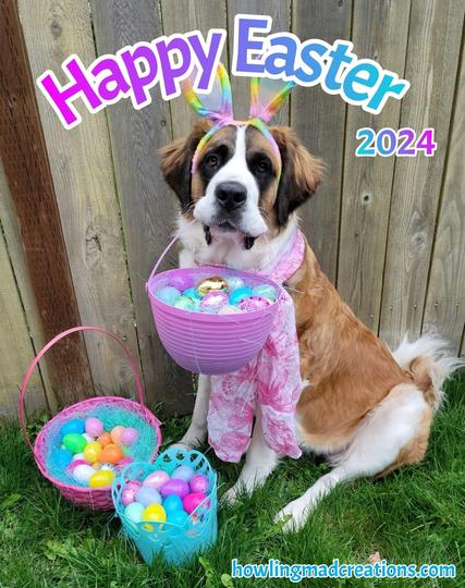 Bowie the Saint Bernard sitting in the green grass wearing a pretty pink scarf and rainbow bunny ears for Easter. She's also holding her eater basket in her mouth.