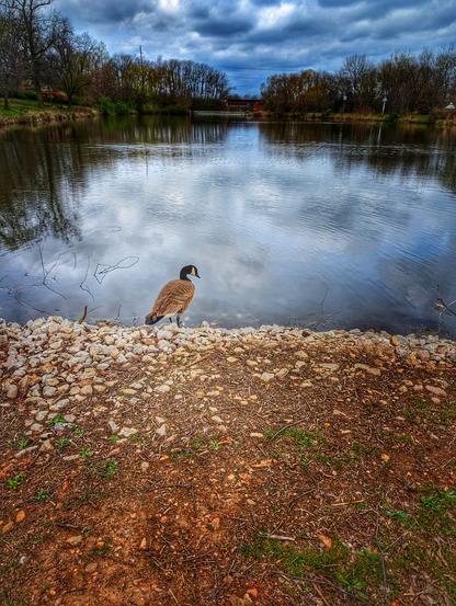 A photo of a goose overlooking a beautiful lake