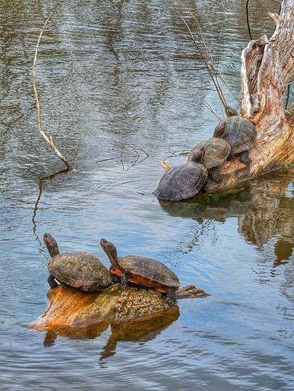 A photo of several turtles on logs in a lovely-looking lake
