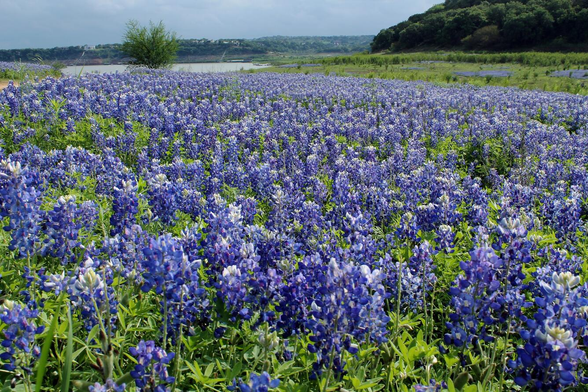 A field of bluebonnet flowers. In the background and to the right trees can be see, as well as a body of water and some buildings on a distant hill.
