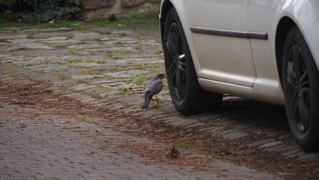 Falke am Rad eines weißen Autos