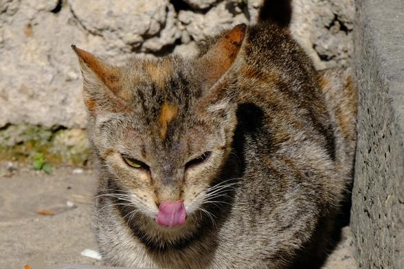 A tabby cat licks its nose.