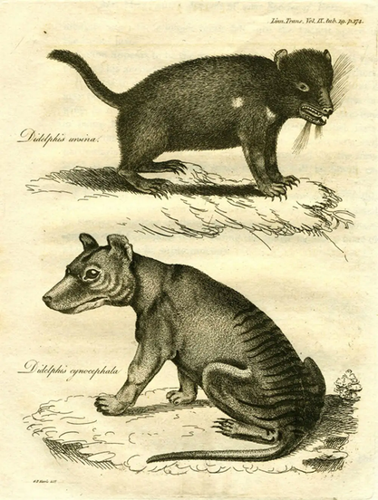 Here is the first published image of a Tasmanian Devil (Sarcophilus harrisii) from 1808, initially described as the "Bear Opossum," alongside the first published image of a Thylacine (Thylacinus cynocephalus), similarly described as the "Dog-Headed Opossum" or "Zebra Opossum."*** Both images are from sketches made in 1806 by George Prideaux Harris, an Assistant Surveyor in Hobart Town. Harris sent these sketches and descriptions of the two "new" animals to Joseph Banks, who presented them at a meeting of The Linnean Society of London in 1807. They were then published in 1808 in the Transactions of the Linnean Society of London Vol. IX, "Descriptions of two new Species of Didelphis from Van Diemen's Land. By G. P. Harris, Esq. Communicated by the Right Honourable Sir Joseph Banks."
Plate: Didelphis ursina and Didelphis cynocephala, tab. 19. p. 174. 
***At this point, Europeans still tended to dub most marsupials they encountered as opossums, as that was the first and only marsupial they had known of before encountering all the Australasian ones. And they didn't even know what those were until post-1492, so...marsupials were still really confusing to Europeans LOL!

IMAGE: monochrome book plate: Didelphis ursina and Didelphis cynocephala, tab. 19. p. 174. Illustration of a Tasmanian Devil (top) and Thylacine (bottom), each in side profile.