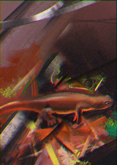 A paint sketch of a rough skinned newt crawling through leafy twiggy debris.