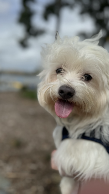 Rocket the dog is smiling toward the camera.
