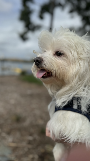 Rocket is looking at something off camera.