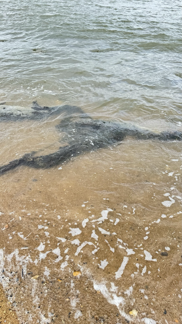 A photo of the ghost net Rocket is talking about lying along the beach at low tide.