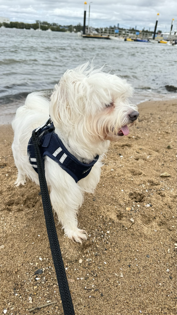 Photo of Rocket standing on the beach with the river in the background.