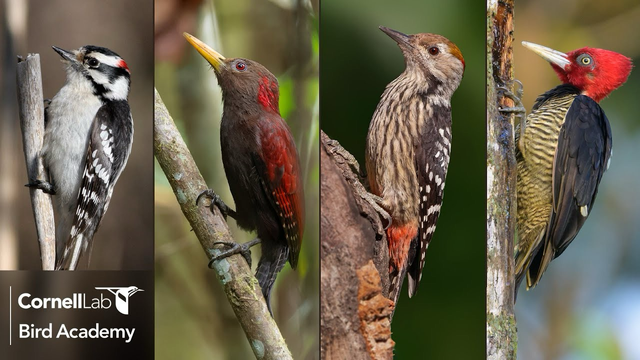 Diverse specie di picchi