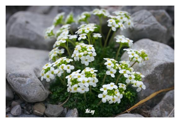 Closeup view of Hornungia alpina flowers, nestled among stones in a dry river bed.