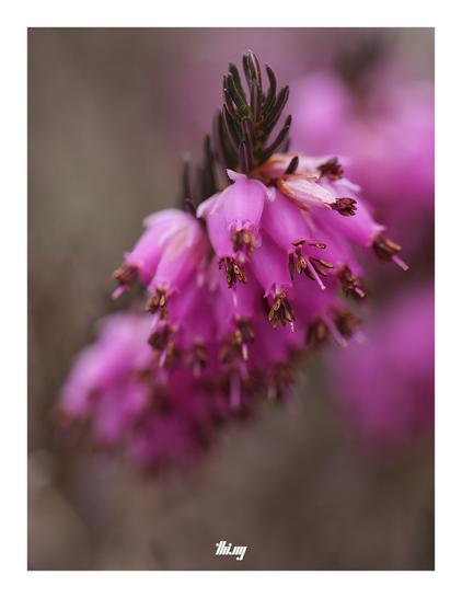 Macro photograph of Erica carnea flowers, rich pink, strong bokeh