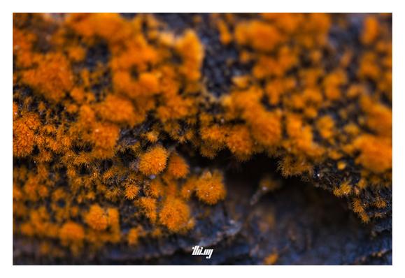 Macro photo of an unidentified bright orange and slightly "furry" fungus growing on a wet log