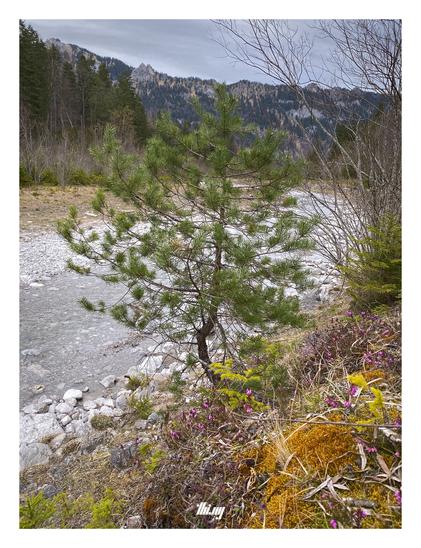 Picture of a small mountain pine growing on the bank of a rocky creek, surrounded by a colorful carpet of mosses, heather and other still tiny spruce trees. A mountain ridge and drk gray sky in the background.