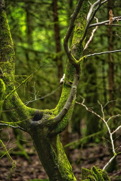 Ein bemooster Abzweig eines Baumes im Wald.