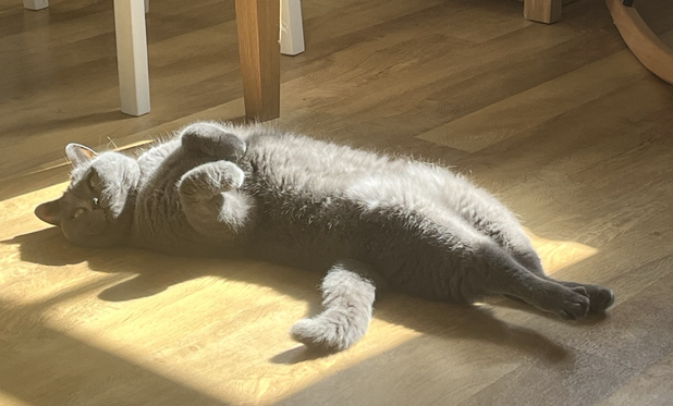 Photo of British Blue car lying on her back on the floor in a sun puddle with back legs stretched out. She’s looking toward the camera.