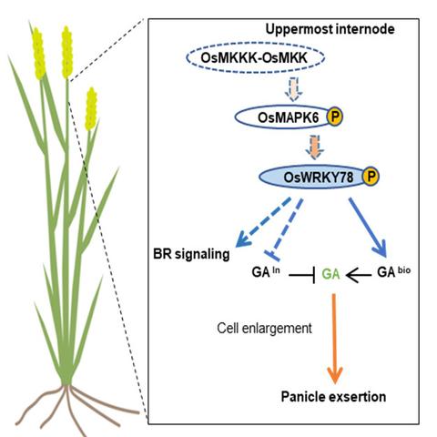 Annotated flow chart describing how OsWRKY78 regulates panicle exsertion in rice by mediating crosstalk between MAPK and the GA signaling pathway.