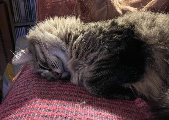 Sleeping cat. A long haired tabby on a dsofa. It looks like he is smiling
