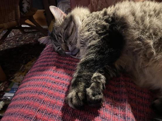 Sleeping long haired tabby cat on a sofa, with paws stretched out in front of him.