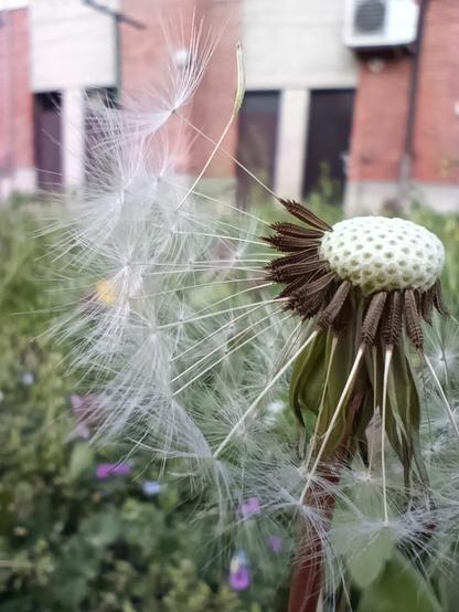 Foto ravvicinata di un tarassaco che è diventato soffione. Alcuni dei semi mancano a causa del vento.