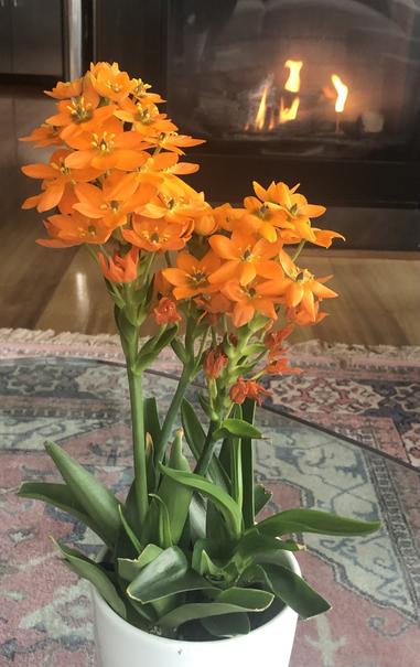 the warm orange flowers on a Ornithogalum (Star Of Bethlehem) plant ..in a white pot, and cozy fireplace in the background
