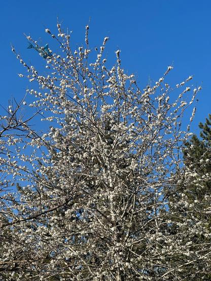 A large Blossoming Cherry Tree fills the photo. Hundreds of white flowers fill the frame against a blue sky, with other green trees in the background visible thru the blossoming branches. In the top left portion of the image, a blue and white shark shaped kite is nestled among the flowers. It has been there for many months. It is beautiful on this spring day and not forgotten.