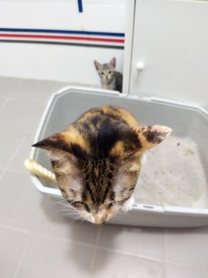 smol tabby kitten peeping at chonky calico pooping into a litter box
