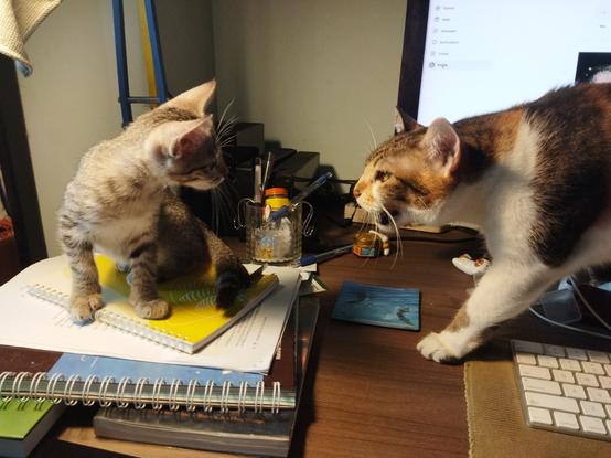 chonky calico hissing at smol tabby kitten