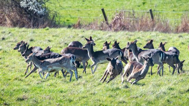 fallow deer