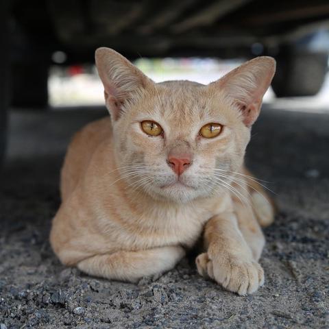 Street cat

#khaolak #thailand #phuket #travel #cats #cat #catsofinstagram #instacats #travel #vacation #bangniang #bangniangmarket