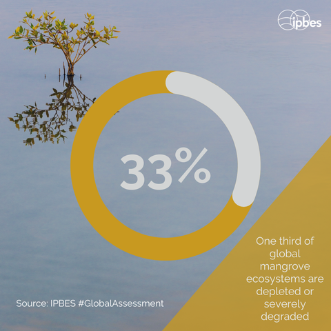 A graphic with a tranquil water scene showing a single mangrove tree reflected in the water. Overlaying the image is a large circular infographic element with the number '33%' prominently displayed, and a partial ring in shades of yellow and white surrounding it. Text on the graphic states 'One third of global mangrove ecosystems are depleted or severely degraded.' The source is attributed to 'IPBES #GlobalAssessment' and the IPBES logo is present in the upper right corner.