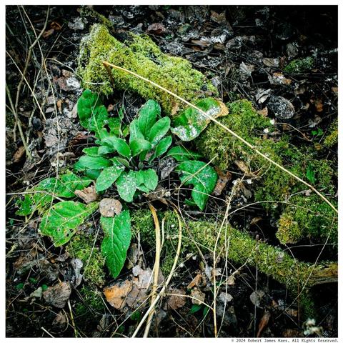 Green moss on wet leaves.