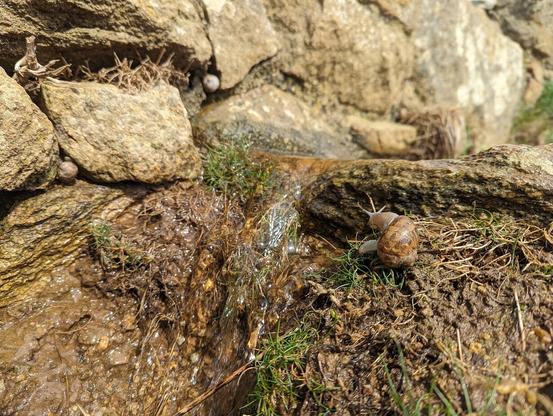 Un escargot à côté d'une rivière et de rochers