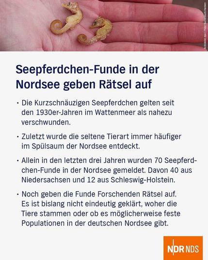 Bild: In einer offenen Hand liegen zwei kleine Seepferdchen.

Überschrift: Seepferdchen-Funde in der Nordsee geben Rätsel auf

Text: - Die Kurzschnäuzigen Seepferdchen gelten seit den 1930er-Jahren im Wattenmeer als nahezu verschwunden.

- Zuletzt wurde die seltene Tierart immer häufiger im Spülsaum der Nordsee entdeckt.

- Allein in den letzten drei Jahren wurden 70 Seepferdchen-Funde in der Nordsee gemeldet. Davon 40 aus Niedersachsen und 12 aus Schleswig-Holstein.

- Noch geben die Funde Forschenden Rätsel auf.

Es ist bislang nicht eindeutig geklärt, woher die Tiere stammen oder ob es möglicherweise feste Populationen in der deutschen Nordsee gibt.