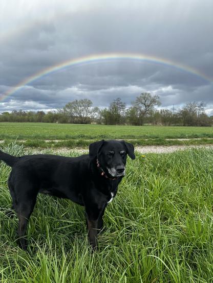 Schwarze Hündin im Wiesengrund im Hintergrund ein Regenbogen