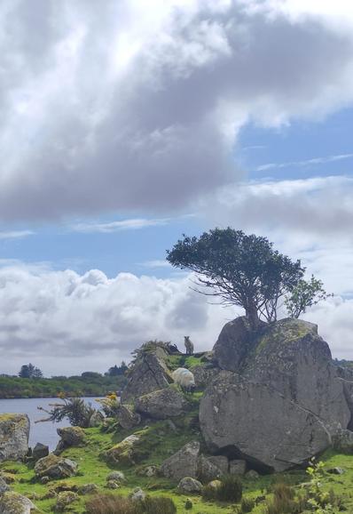 A tree that seems to grow from within a rock. The rock lies on a  green rocky meadow next to a lake. Two sheep graze under a big blue sky with some white clouds.