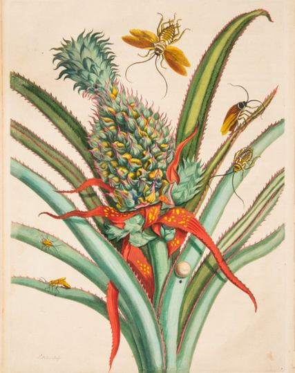 Maria Sibylla Merian