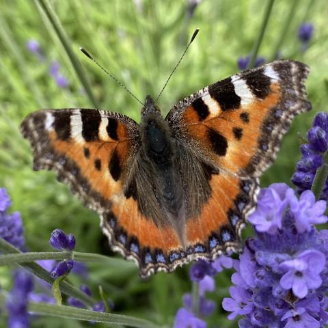 small tortoiseshell butterfly open winged on purple lavender flowers.