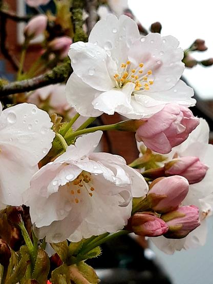 Rosa Blütenblätter einer Kirsche mit Regentropfen