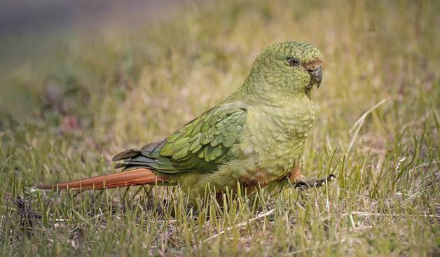 An emerald green parakeet, native to southern South America, is seen in the low grass. It is mostly green with some red on the forehead, chest and tail.