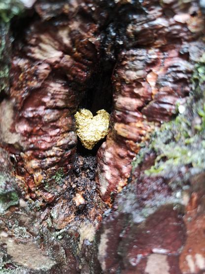 In einem kleinen Astloch eines Baumes, hat jemand ein kleines goldfarbenes Herz gestellt, das aufmerksame Besucher sehen können.