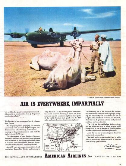 Large ww2 former bomber with two camels sitting in sand in front.