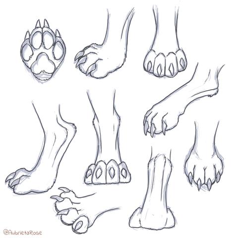 Sketches of werewolf foot paws, with digitigrade stance, four toes, pawpads, and claws.