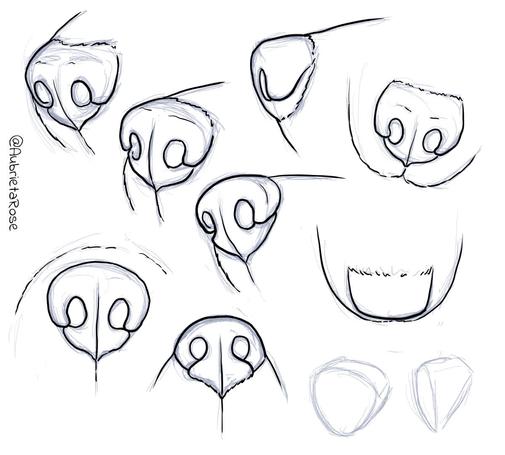 Sketches of werewolf noses (or wolf or dog noses)