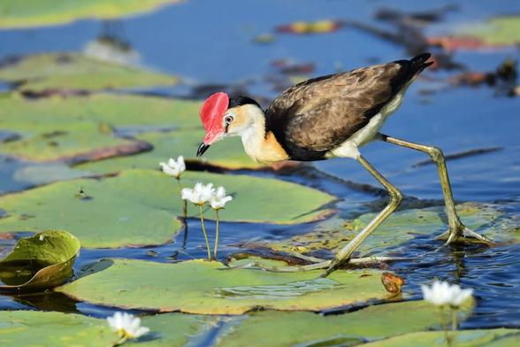 photo - bird in a wetland