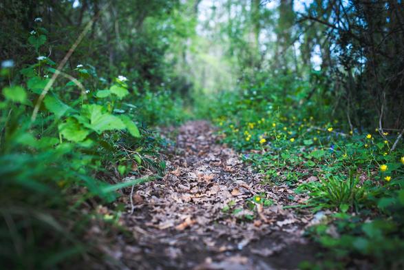 chemin de terre en forêt
