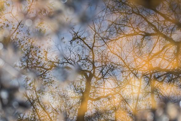 reflet d'arbre dans une flaque