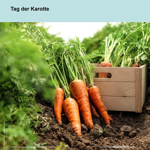 Foto: geerntete Karotten im Beet und in einer Holzkiste.
Bildüberschrift: Tag der Karotte