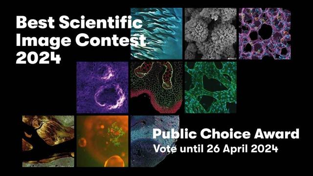 Decorative image to promote the public voting phase for the Best Scientific Image Contest 2024